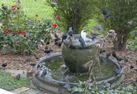 Fall Blackbirds 5028